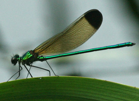 Sparkling Jewelwing
